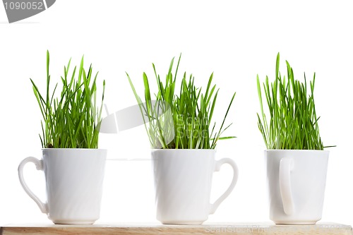 Image of fresh green grass in coffee cups 