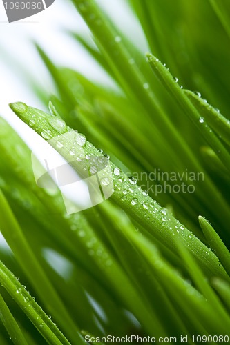 Image of green grass