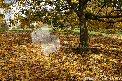 Image of Autumn park