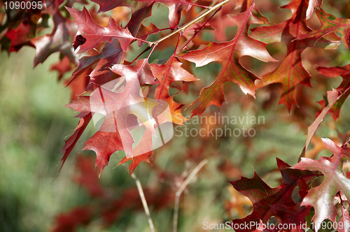 Image of Autumn leaves