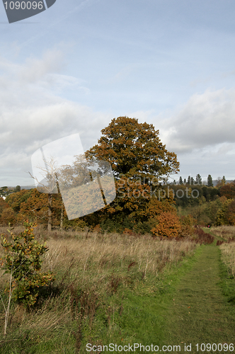 Image of Autumn park