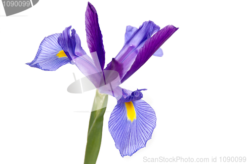 Image of Iris