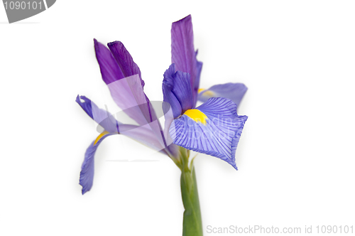 Image of Iris