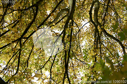 Image of Autumn leaves