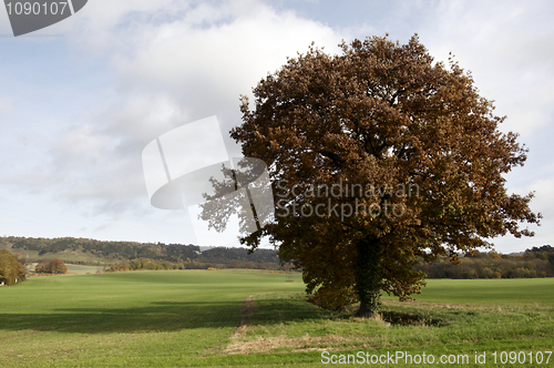 Image of Autumn park