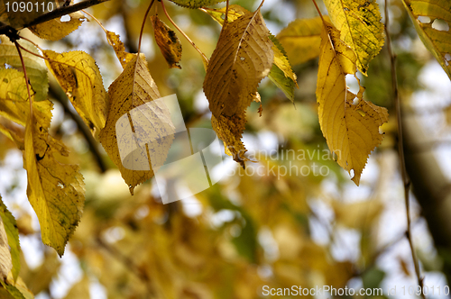 Image of Autumn leaves