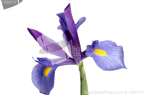 Image of Iris