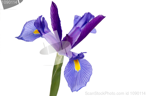 Image of Iris