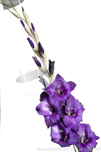 Image of Gladiolus