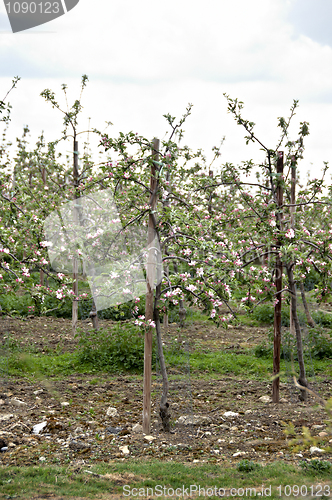 Image of Apple orchard