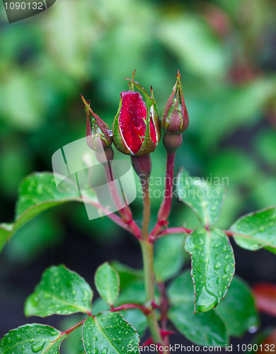 Image of Rose buds.