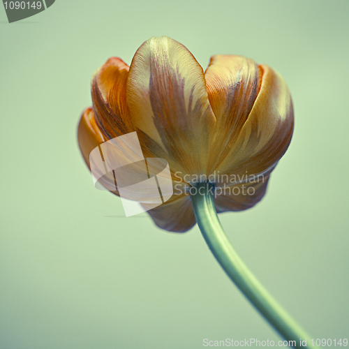 Image of Yellow Tulip