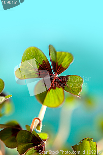 Image of Four leaved Clover