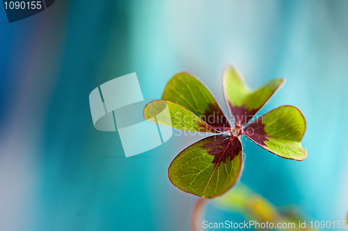 Image of Four leaved Clover