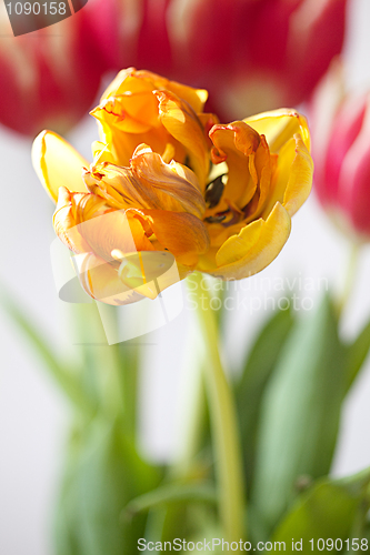 Image of Yellow Tulip