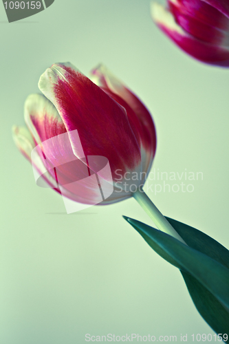 Image of Red Tulips