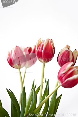 Image of Red Tulips