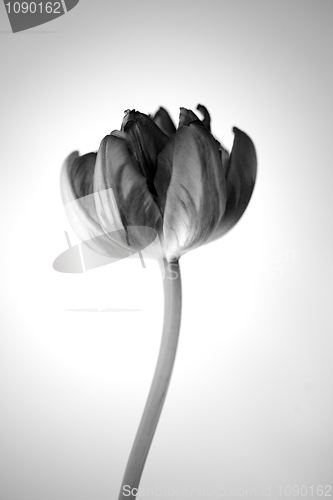 Image of Retro Tulips