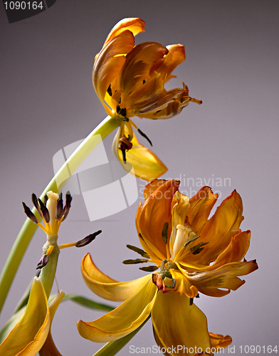 Image of Yellow Tulip