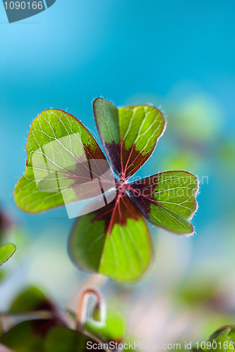 Image of Four leaved Clover