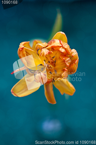 Image of Yellow Tulip