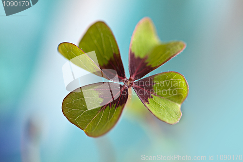 Image of Four leaved Clover