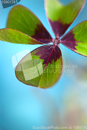 Image of Four leaved Clover