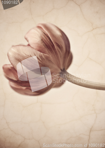 Image of Retro Tulips