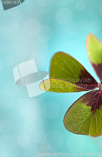 Image of Four leaved Clover