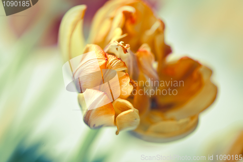 Image of Yellow Tulip