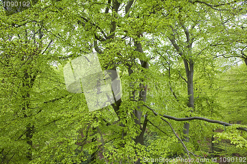Image of Beeches all over