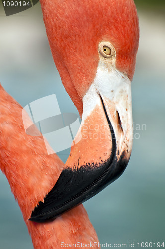 Image of Pink flamingo close up.