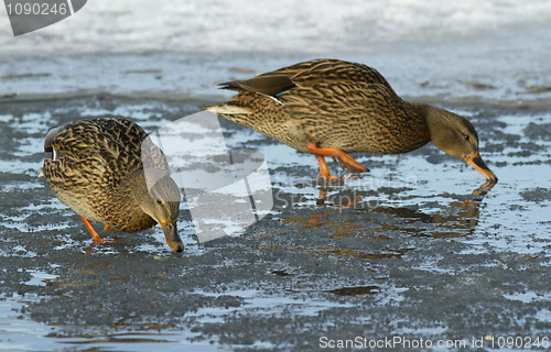 Image of Mallard