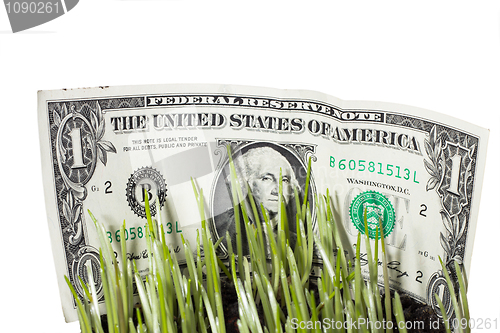 Image of Dollar Bills Stashed In Green Grass