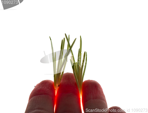 Image of Perceiving arrival of spring
