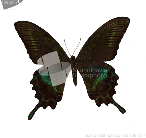 Image of Butterfly MaackS Swallowtail