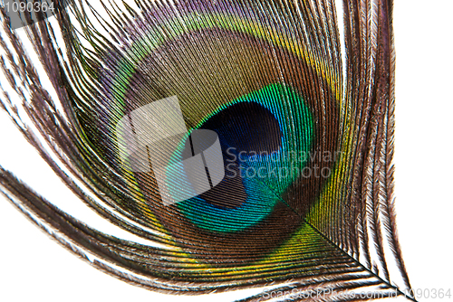 Image of Detail of peacock feather