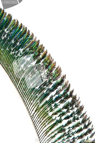 Image of Detail of peacock feather