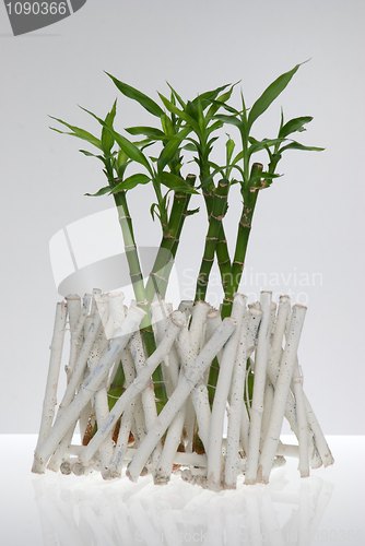 Image of A lucky bamboo plant