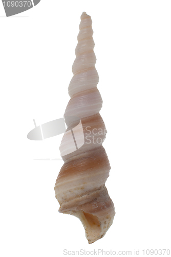 Image of Turritella seashell