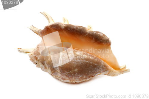 Image of Dark Seashell