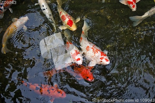 Image of Koi Carp