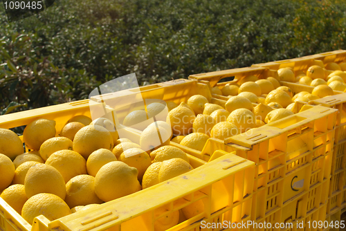 Image of Lemon harvest