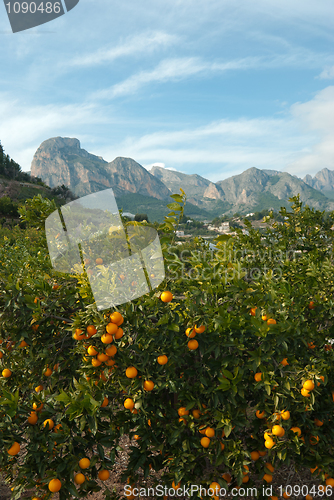 Image of Orange trees