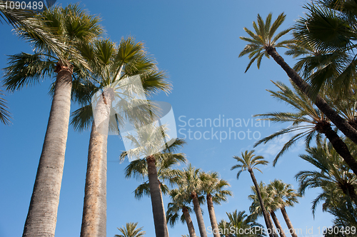 Image of Palm tree tops