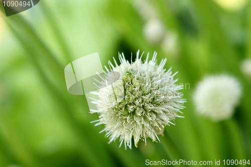 Image of green onion flower