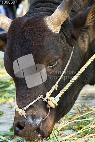 Image of cow eating grass