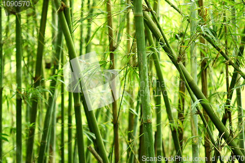 Image of bamboo background 