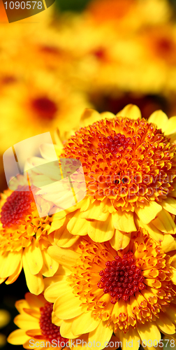 Image of yellow flower 