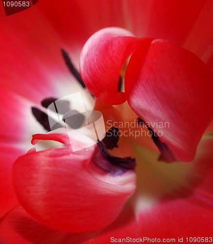 Image of Red and white tulip